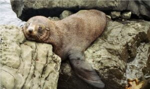 lazy seal from jennipenny.deviantart.com